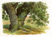 Thumbnail Learn How To Paint Trees